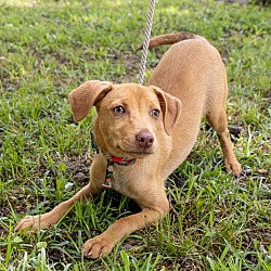 Photo of Ivy