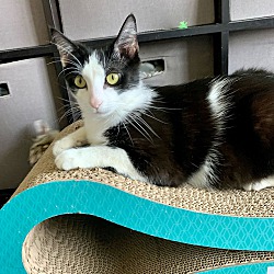 Photo of Petunia