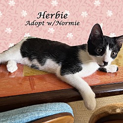Thumbnail photo of HERBIE & NORMIE #3
