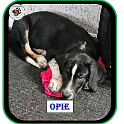 Thumbnail photo of Opie - SOA Litter #3