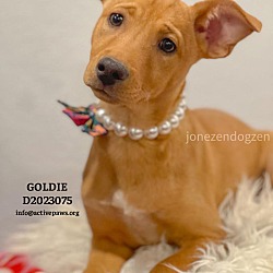 Thumbnail photo of Goldie #4