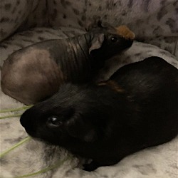 Photo of Nutter Butter and Puddin