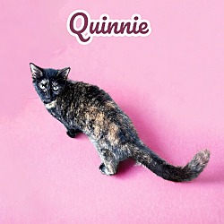 Thumbnail photo of Quinnie #2