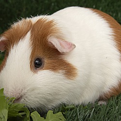 Thumbnail photo of Snoop Pig #3