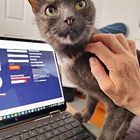 adopt a pet