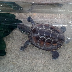 Photo of Reeve's Turtle