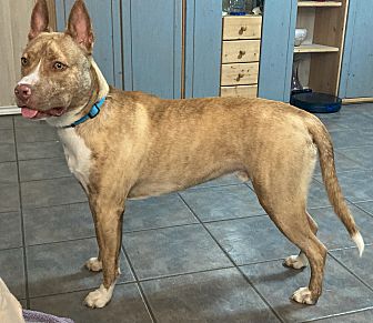 Heartworm medication petsmart cheap