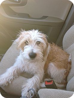 scruffy medium sized dogs