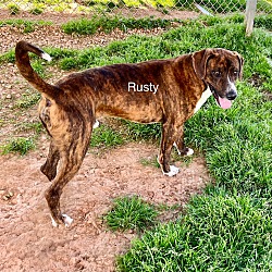 Thumbnail photo of Rusty #2