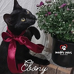 Thumbnail photo of Ebony #2