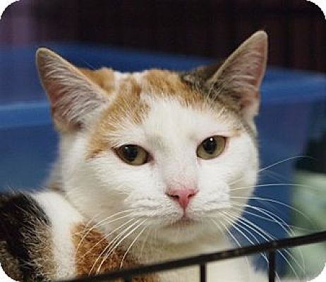 Ocean City, NJ - Calico. Meet Isabelle a Pet for Adoption - AdoptaPet.com