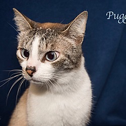 Thumbnail photo of Puggles #2