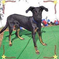 Thumbnail photo of ELVIS - adopted @ off-site #2