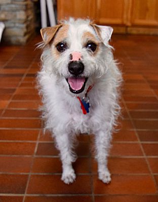 Des Moines Ia Jack Russell Terrier Meet Digger A Pet For Adoption