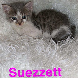 Photo of Suezzett