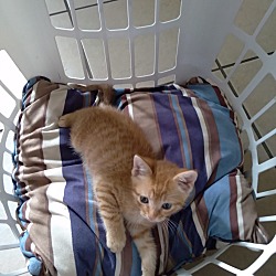Photo of Orange striped kitten