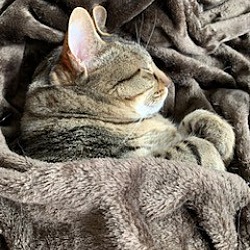 Photo of Cleo
