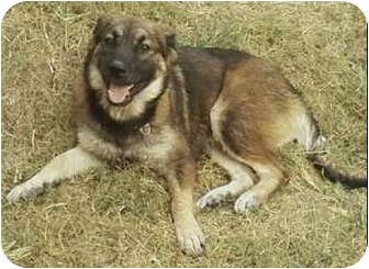 german shepherd great pyrenees mix size