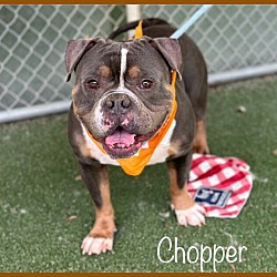 Thumbnail photo of CHOPPER #4