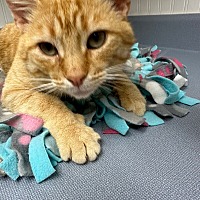 adopt a pet