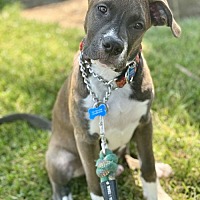 adopt a pet