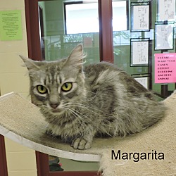 Thumbnail photo of Margarita #3