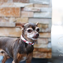 Thumbnail photo of Chipper the teacup Chi #3