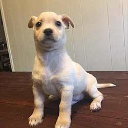 Thumbnail photo of Saffron - Paprika Pup #3