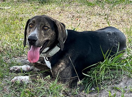 LaBelle, FL - Black Mouth Cur/Plott Hound. Meet Jackson a Pet for ...