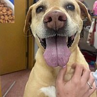 adopt a pet