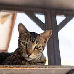 Photo of Freddy - Working Cat