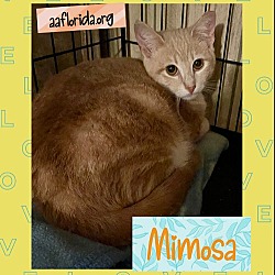 Thumbnail photo of Mimosa #2