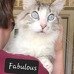Thumbnail photo of Fabulous #3