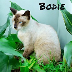 Thumbnail photo of Bodie #2