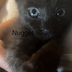 Thumbnail photo of Nugget #3