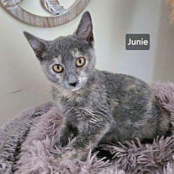 Thumbnail photo of Junie (24-850) #2