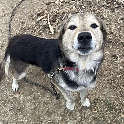 bonded pet photo