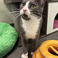 adopt a pet