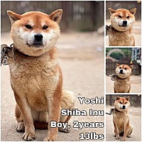 adopt a pet