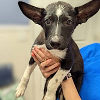 adopt a pet