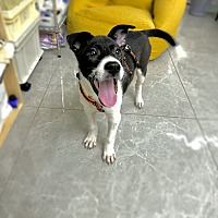 adopt a pet