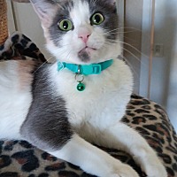 adopt-pet