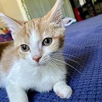 adopt a pet