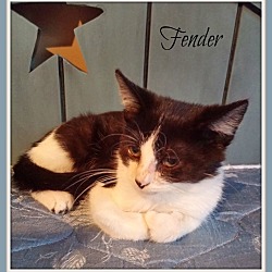 Thumbnail photo of FENDER #2