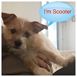 Thumbnail photo of SCOOTER #3