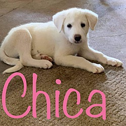 Thumbnail photo of Chica #2