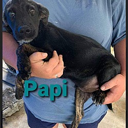 Thumbnail photo of Papi #3