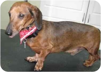 Lafayette In Dachshund Meet Willy A Pet For Adoption