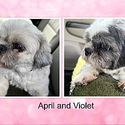 Thumbnail photo of Adopted!! April & Violet - IL #2
