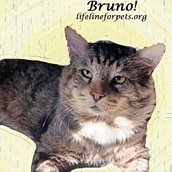 Thumbnail photo of BRUNO #4